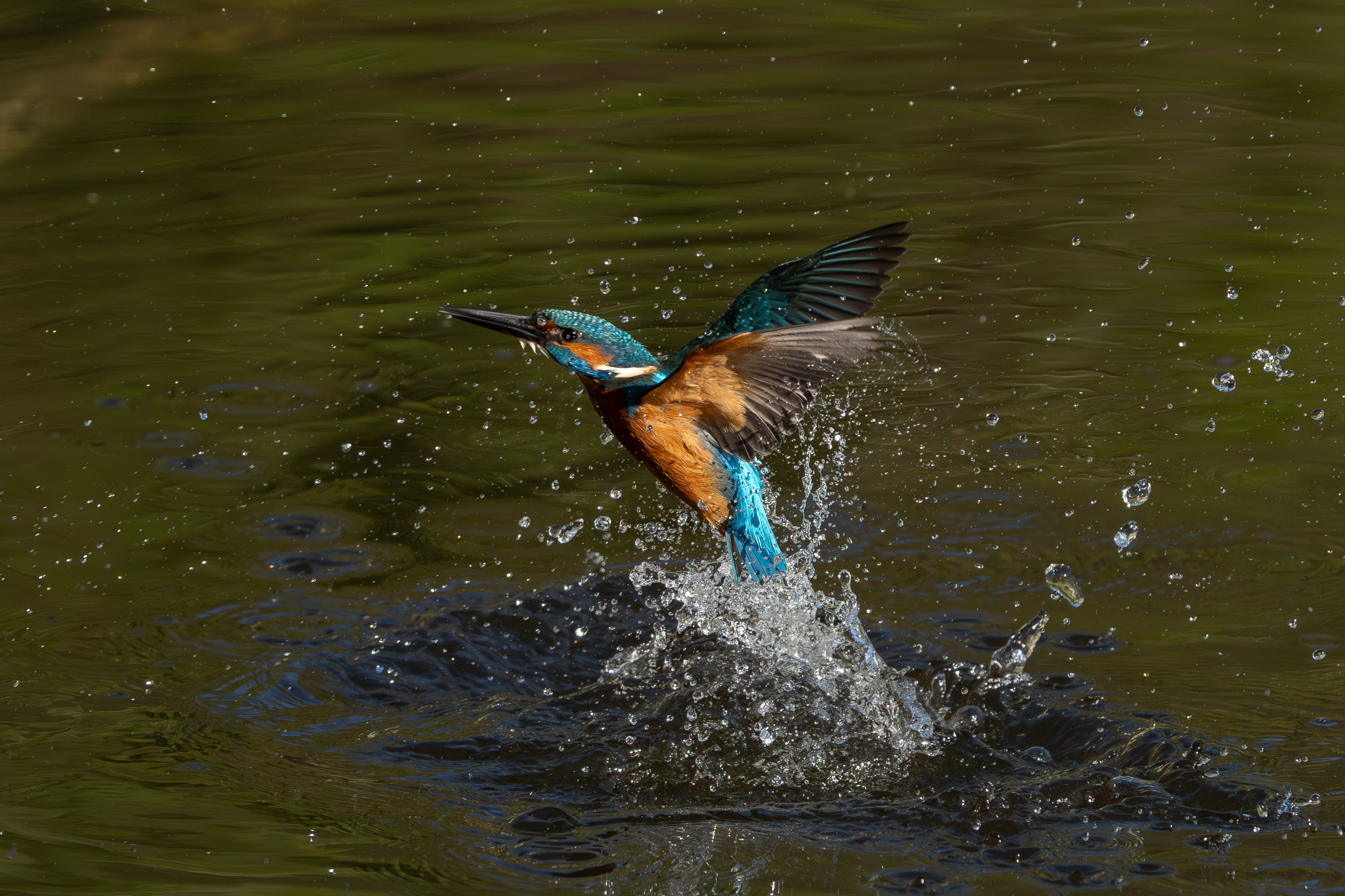 Eisvogel