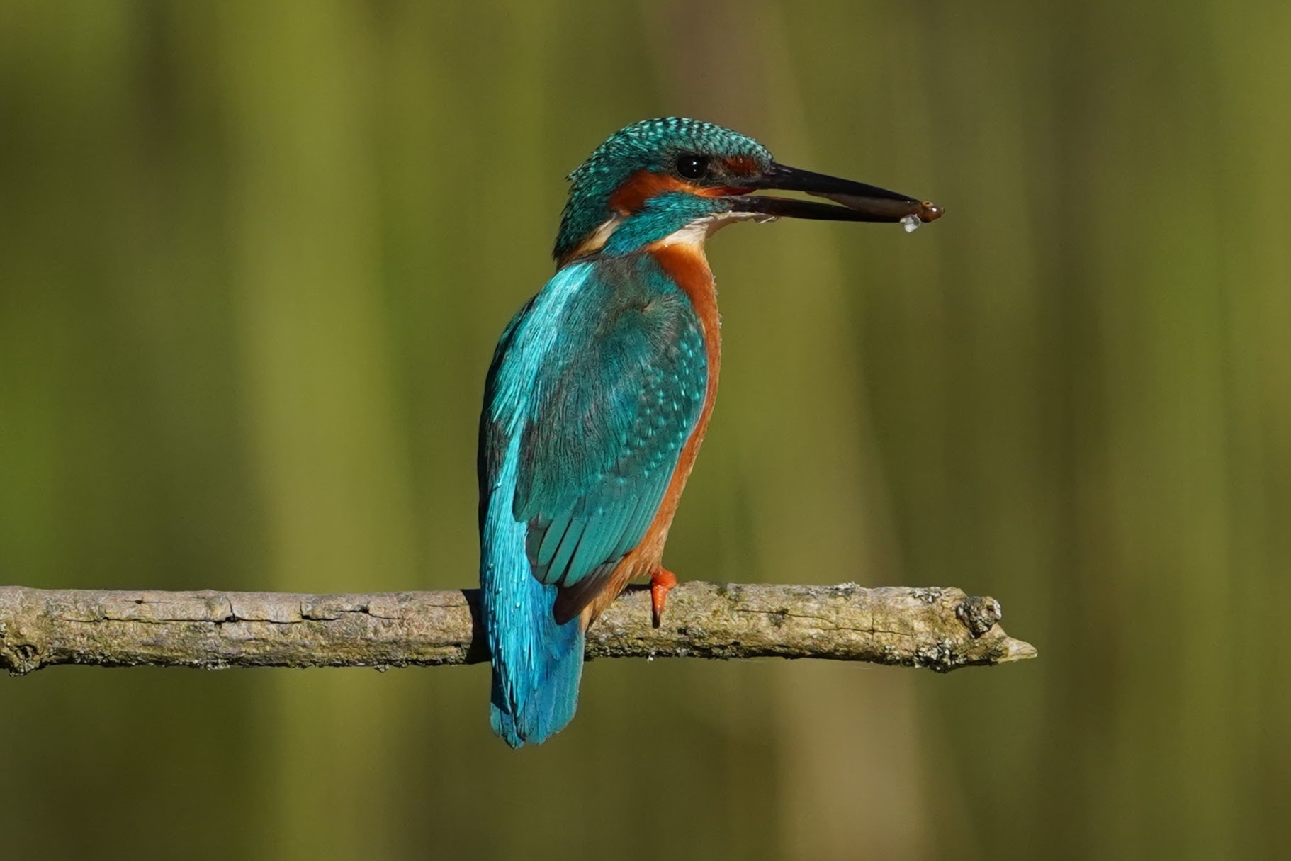 Eisvogel mit Fisch
