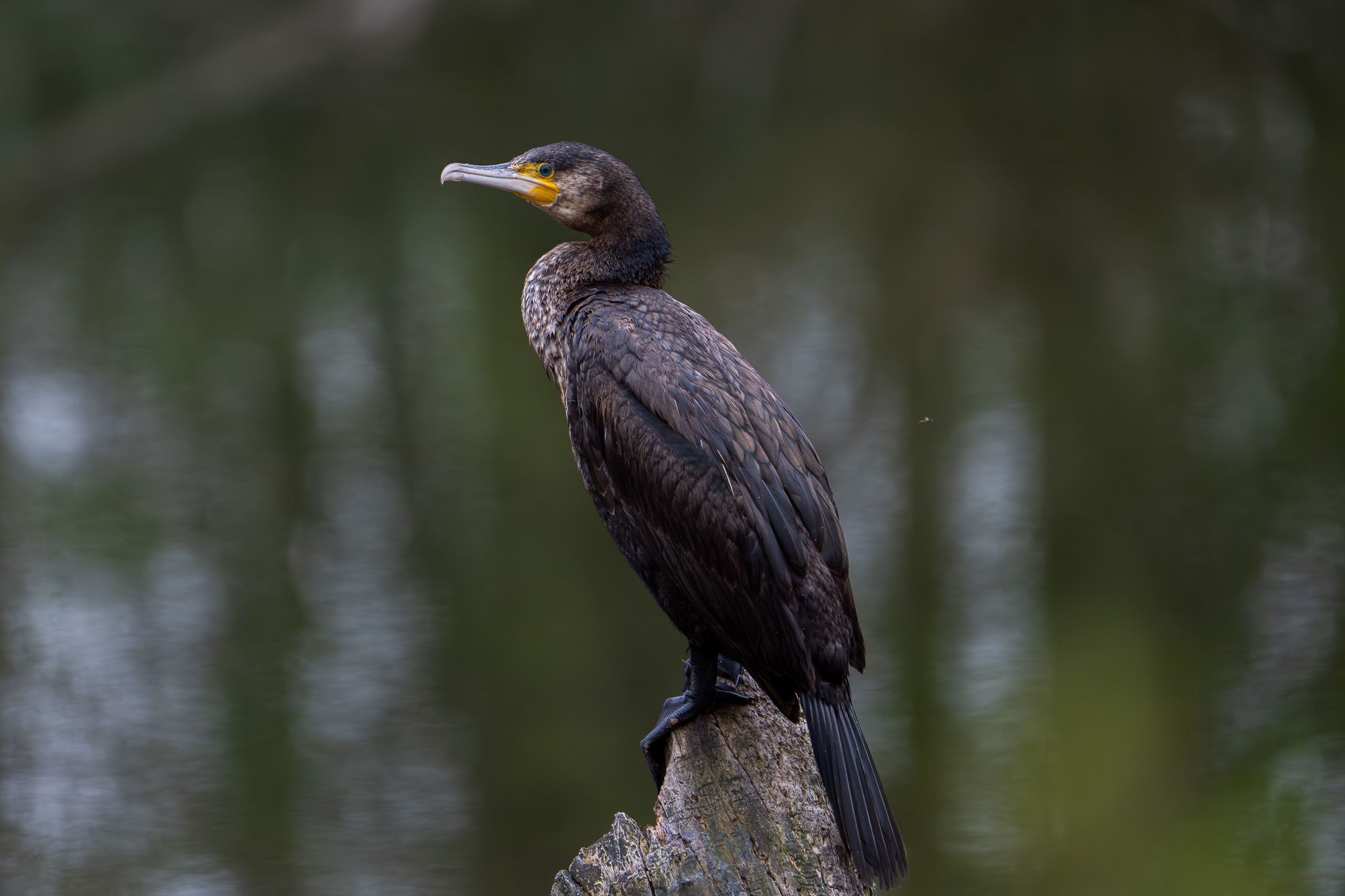 Kormoran