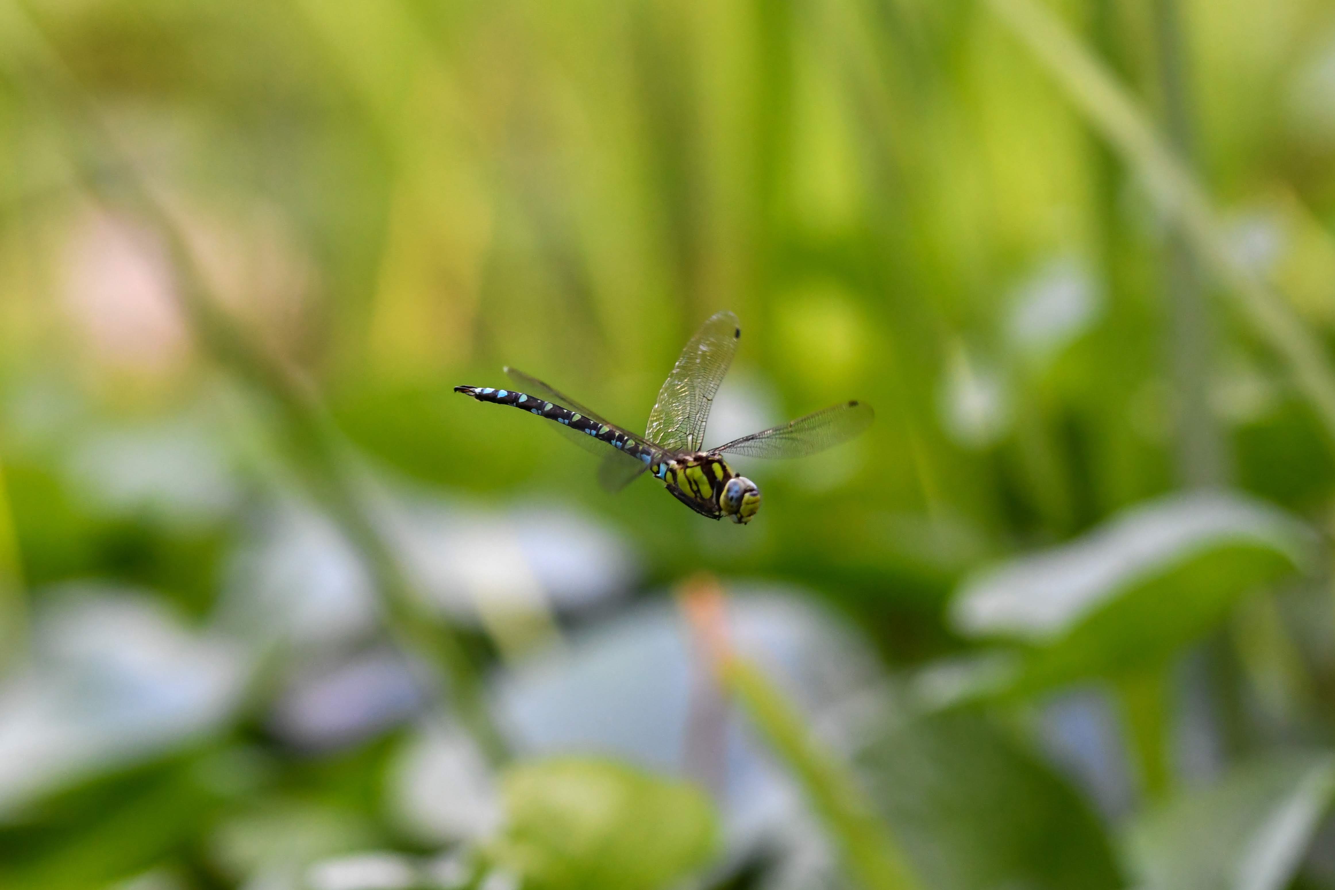 Libelle